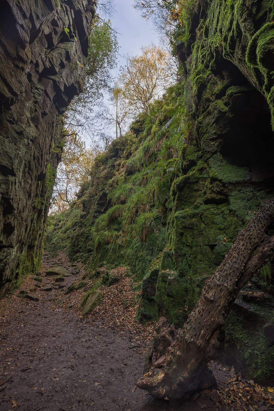 The moss-covered gritstone walls of Lud's Church rise above a leaf-strewn path along the floor of the chasm, with autumn trees at the rim.