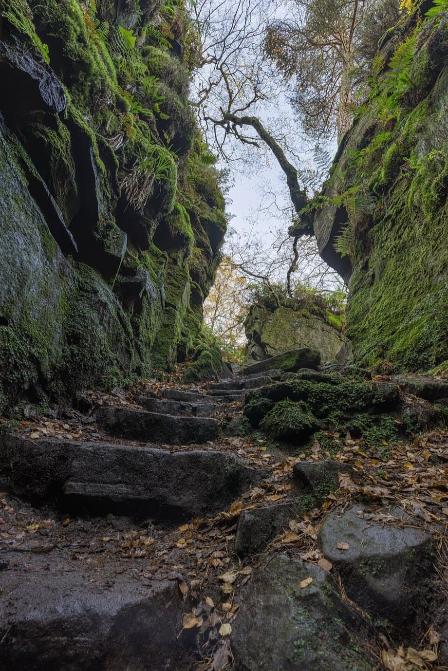 Rough stone steps climb between the moss-clad walls of Lud's Church beneath a twisted tree leaning over the top of the cleft.