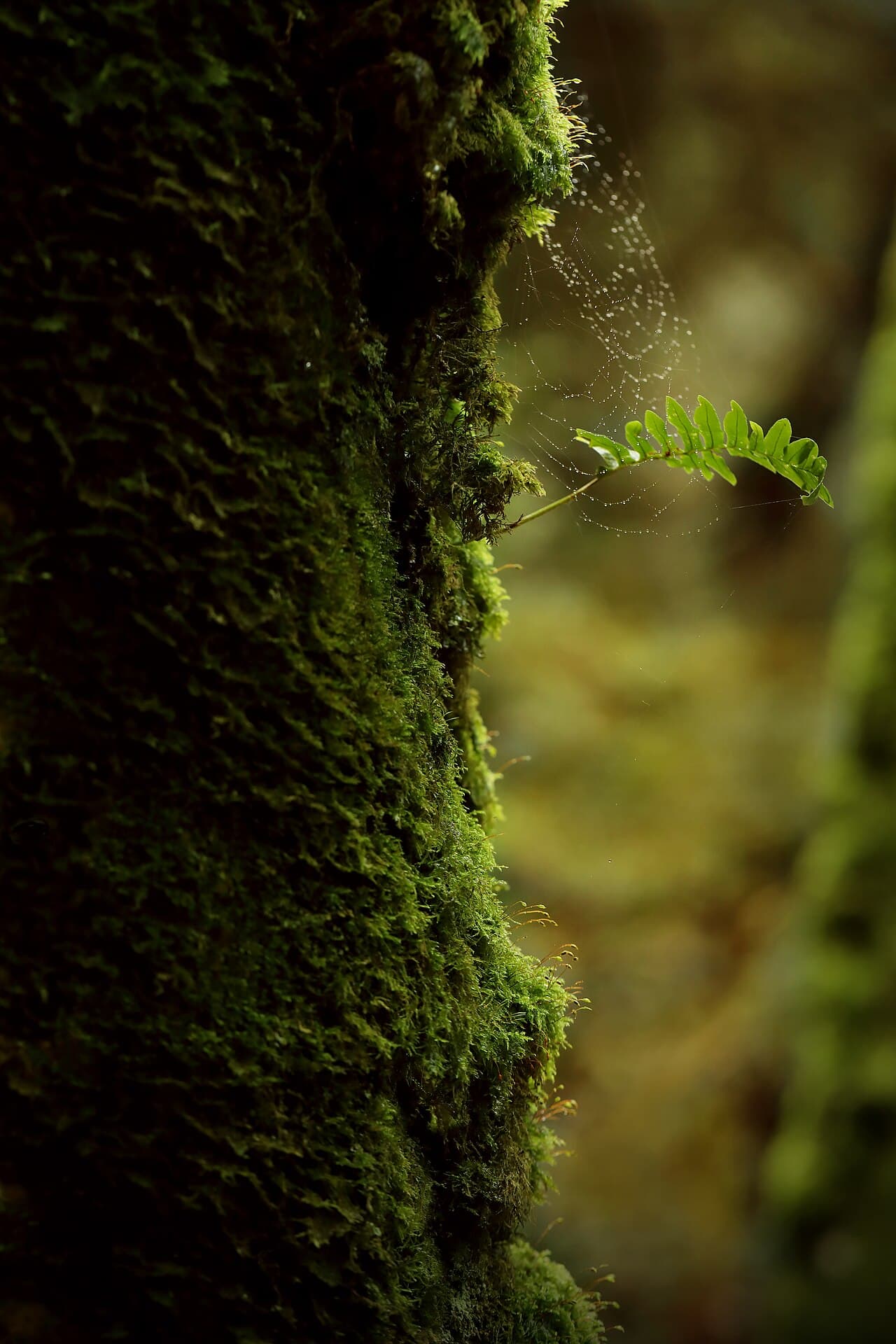 A single fern frond arcing from a deep-green mossy tree trunk in the glen, holding a spider's web strung with beads of dew.