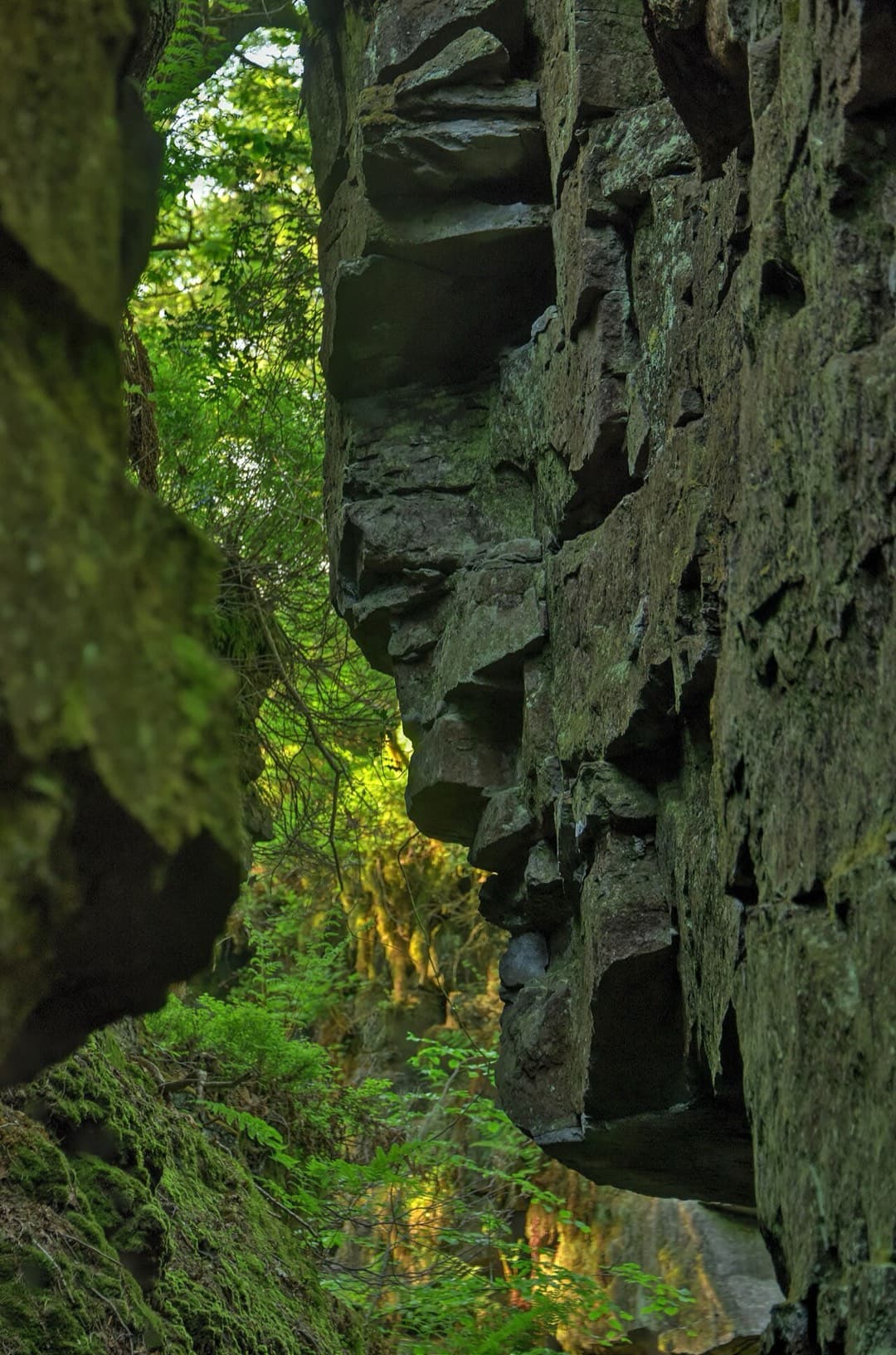 A craggy face of rock juts from the wall of Lud's Church, with sunlit ferns and green trees glowing beyond the narrow gap.