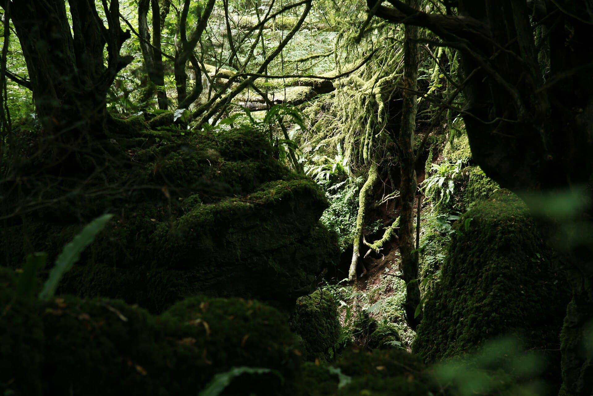 A dark ravine in Puzzlewood, its rocks and fallen boughs drowned in deep green moss, with a pale shaft of daylight falling into the hollow between the trees.