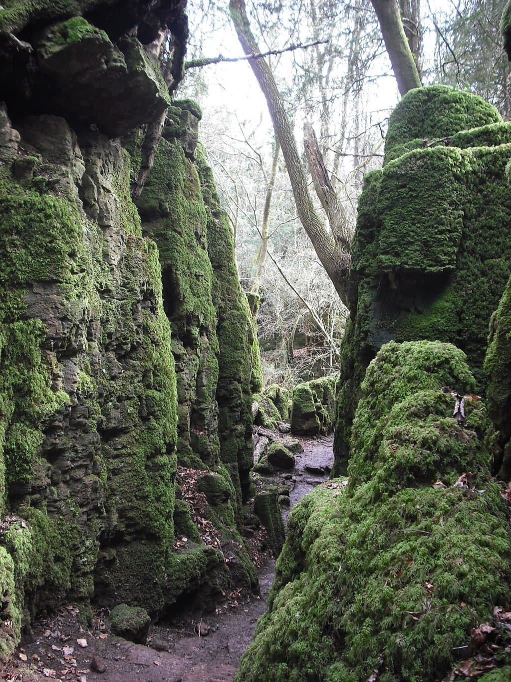 A narrow muddy path threads between towering moss-covered scowle rock walls at Puzzlewood, bare winter branches crossing the white sky above.